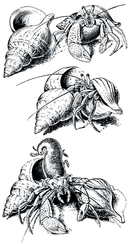 Рис. 270. Рак-отшельник Pagurus pubescens, меняющий раковину