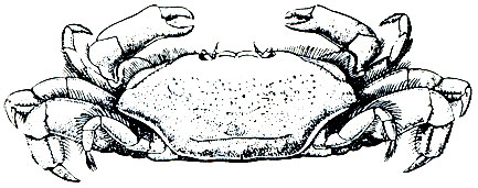 Рис. 271. Краб Pinnixa chaetopterana, живущий в трубках червя Chaetopterus