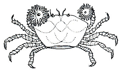 Рис. 274. Краб Lybia tesselata с актиниями в каждой клешне