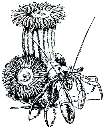 Рис. 275. Рак-отшельник Pagurus bernhardus с актиниями Sagartia parasitica на раковине