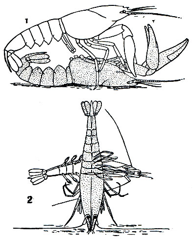 Рис. 280. Спаривание десятиногих: 1 - американского речного рака Cambarus affinis; 2 - креветки Sicyonia carinata (самец светлый)