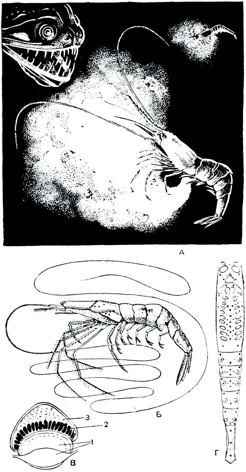 Рис. 283. Глубоководные светящиеся креветки: А - Systellaspis, спасающийся от рыбы; Б - Sergestes corniculum; В - фотофор Sergestes; Г - схема расположения фотофоров на брюшной стороне; 1 - линза; 2 - светящиеся клетки; 3 - рефлектор
