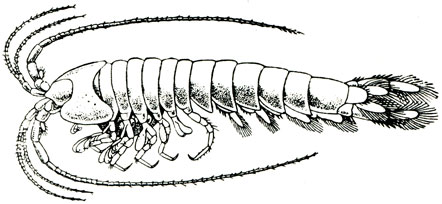 Рис. 242. Spelaeogriphus lepidops