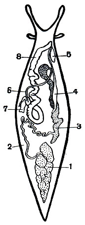 Рис. 55. Гермафродитный половой аппарат слизня (Limax maximus): 1 - гермафродитная железа; 2 - ее проток; 3 - пелковая железа; 4 - яйцевод; 5 - семяприемник; 6 - семяпровод; 7 - мускул, втягивающий мужской копулятивный орган (8)