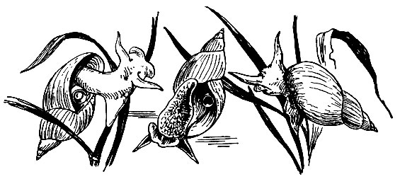 Рис. 57. Прудовик обыкновенный (Lymnaea stagnalis)
