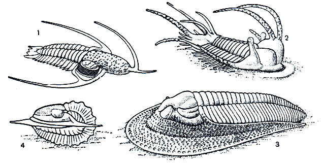 Рис. 3. Трилобиты: 1 - Lonchodomas, вероятно, плавающая форма; 2 - Ceratargus, форма с шипам и стебельчатыми глазами, вероятно, зарывавшаяся в ил; 3 - Hаrрes, типичная донная форма; 4 - свернувшийся трилобит