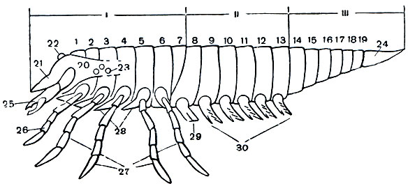 Рис. 4. Схема строения хелицерового: I - просома; II - мезосома; III - метасома; 1-19 - сегменты тела; 20 - головная лопасть (акрон); 21 - эпистом; 22 - медиальные глаза; 23 - боковые глаза; 24 - хвостовой придаток (тельсон); 25 - хелицеры; 26 - педипальпы; 27 - ноги; 28 - жевательные отростки (эндиты); 29 - половые ножки; 30 - жаберные ножки