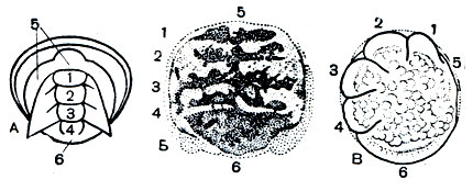 Рис. 6. Личиночные (ларвальные) сегменты трилобитов и хелицеровых: А - личинка протаспис трилобита; Б - зародыш мечехвоста; В - зародыш примитивного клеща палеакаруса; 1-4 - ларвальные сегменты; 5 - головная лопасть; 6 - хвостовая лопасть