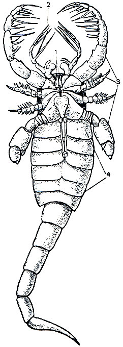 Рис. 7. Эвриптерида Mixopterus kiaeri (силурийский период, реконструкция): 1 - хелицеры; 2 - педипальпы; 3 - ноги; 4 - жаберные крышки; длина тела 66 см