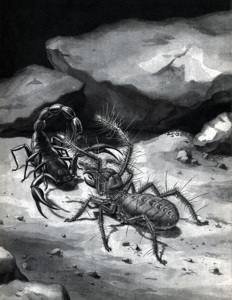 Таблица 2. Скорпион пестрый (Buthus eupeus) и сольпуга обыкновенная (Galeodes araneoides)