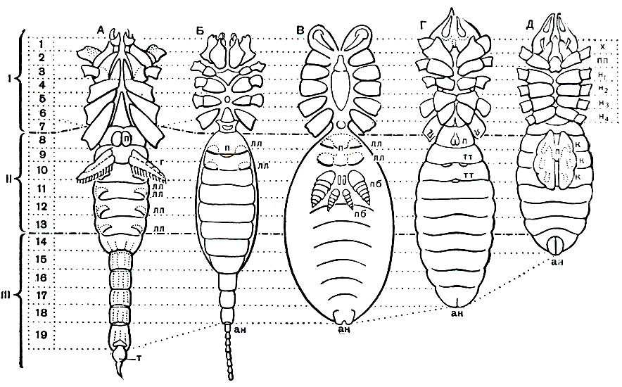 Рис. 12. Строение арахнид (вид с брюшной стороны): А - скорпиона; Б - телифона; В - паука; Г - сольпуги; Д - примитивного акариформного клеща; I - просома; II - мезосома; III - метасома; 1-19 - сегменты тела; m - хвостовой придаток; лл - стигмы легких; mm - стигмы трахей; n - половое отверстие; г - гребневидные органы; nб - паутинные бородавки; к - коксальные органы; ан - анальное отверстие; х - хелицеры; пп - педипальпы; н1 - н4 - ноги