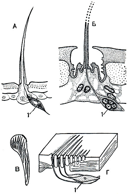 Рис. 15. Покровные органы чувств арахнид: А - осязательный волосок; Б - трихоботрия; В, Г - лировидные органы с поверхности и в разрезе; 1 - чувствительные нервные клетки