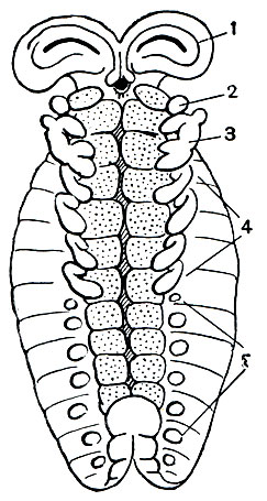 Рис. 18. Зародыш скорпиона: 1 - головные лопасти; 2 - хелицеры; 3 - педипальпы; 4 - ходильные ноги; 5 - зачатки брюшных конечностей