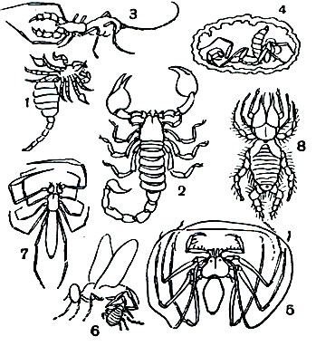 Таблица 3. Арахниды: 1 - ископаемый силурийский водяной скорпион Palacophonus nuncius; 	2 - тропический скорпион Pandinus; 3 - телифон Thelyphonus caudatus, самка 	с детёнышами на брюшке; 4 - тартарида Schizomus crassicaudatus, самка с яйцами в земляной пещерке; 5 - фрин Сharinus milloti; 6 - ложноскорпион рода Chelifer, прицепившийся к мухе; 7 - пещерный ложноскорпион Neobisium tuzeti; 8 - роющая сольпуга Chelipus macronyx