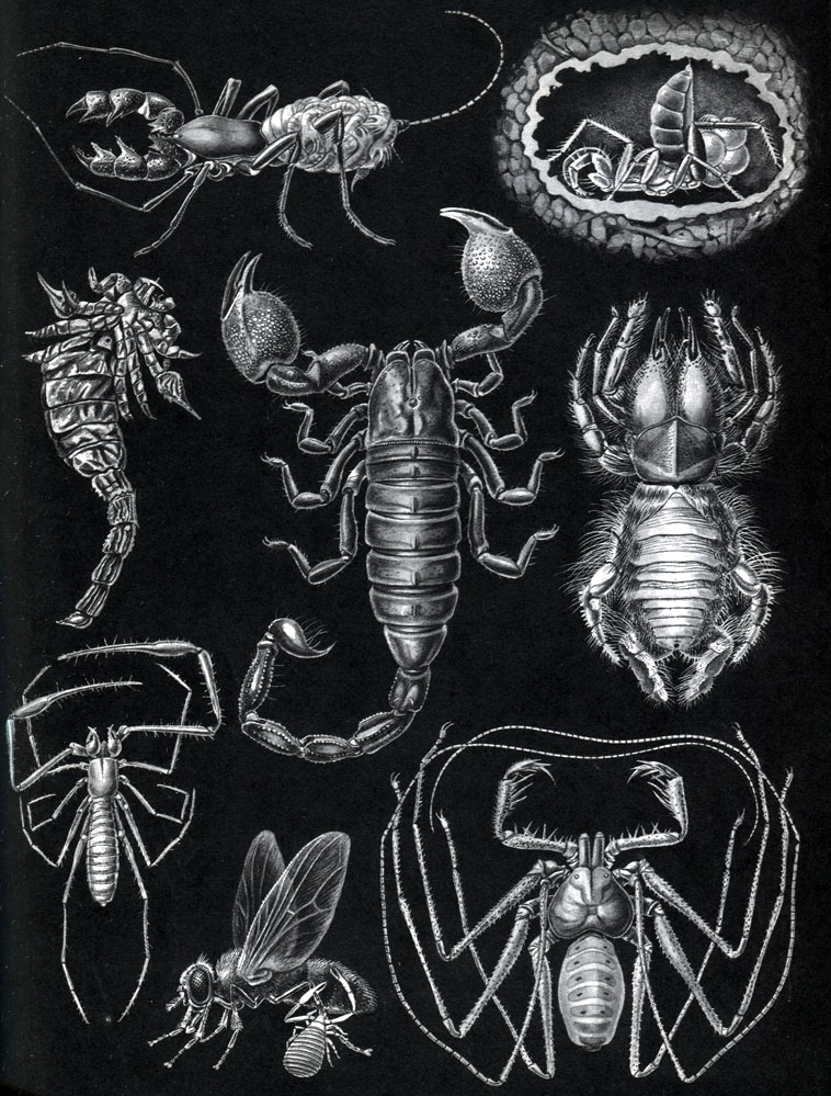 Таблица 3. Арахниды: 1 - ископаемый силурийский водяной скорпион Palacophonus nuncius; 	2 - тропический скорпион Pandinus; 3 - телифон Thelyphonus caudatus, самка 	с детёнышами на брюшке; 4 - тартарида Schizomus crassicaudatus, самка с яйцами в земляной пещерке; 5 - фрин Сharinus milloti; 6 - ложноскорпион рода Chelifer, прицепившийся к мухе; 7 - пещерный ложноскорпион Neobisium tuzeti; 8 - роющая сольпуга Chelipus macronyx