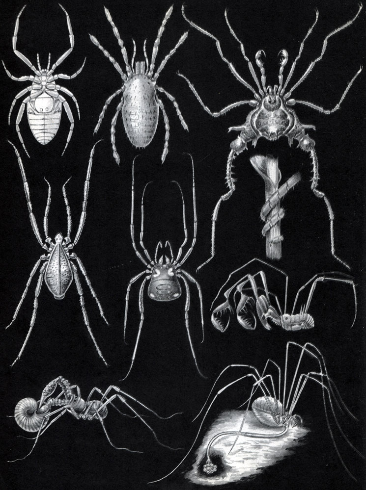 Таблица 4. Сенокосцы: 1 - ископаемый карбоновыи сенокосец Plesiosiro madeleyi (вид с брюшной стороны, реконструкция); 2 - примитивный сенокосец рода Siro (молодой экземпляр из лесной подстилки с Черноморского побережья Кавказа); 3 - Gonyleptus curvipes; 4 - Obidosus amplochelis; 5 - Trogulus aquaticus; 6 - Nemastoma quadripunctata; 7 - Ischyropsalis helwigi, поедающий моллюска; 8 - Liobunum rotundum, самка, откладывающая яйца в почву; 9 - лапка сенокосца, обвившая стебель злака