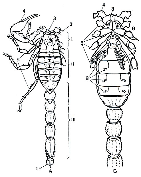 Рис. 20. Строение скорпиона: А - со спинной стороны; Б - с брюшной стороны; I - просома; II - мезосома (7-й сегмент не выражен); III - метасома; 1 - хвостовой членик с ядовитой иглой; 2 - глаза; 3 - хелицеры; 4 - педипальпы; 5 - ноги; 6 - половые крышечки; 7 - гребневидные органы; 8 - дыхальца легких