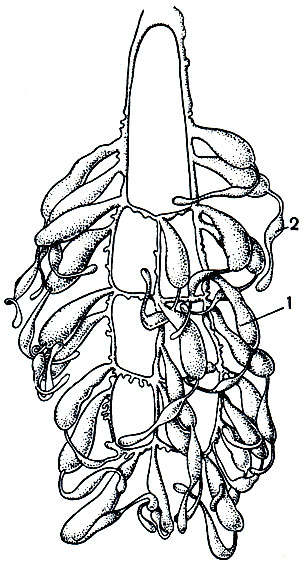 Рис. 21. Яичник беременной самки скорпиона Scorpio maurus: 1 - камеры с зародышами; 2 - питающие придатки