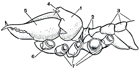 Рис. 26. Строение сольпуги (передняя часть тела, вид сбоку): 1 - головной щит; 2 - сегменты третьей и четвертой пар ног; 3 - сегменты брюшка; 4 - глаза; 5 - хелицеры; 6 - основания педипальп; 7 - основания ног