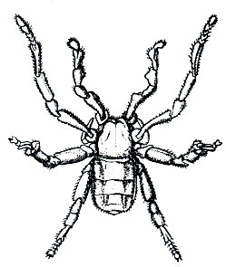 Рис. 30. Cryptocellus simonis (отр. Ricinulei), самец; ноги третьей пары превращены в копулятивные органы