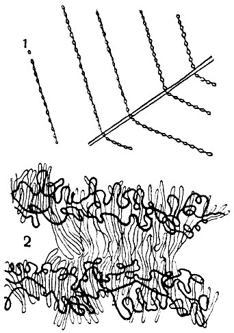 Рис. 33. Паутинные нити пауков (при большом увеличении микроскопа): 1 - ловчие нити паука с капельками клейкого вещества; 2 - крибеллярная нить