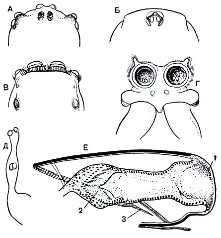 Рис. 34. Глаза пауков: А - Araneus; Б - Liphistius; В - Vicaria; Г - Dinops; Д - Walchenaera; E - передний длиннофокусный глаз Salticus в разрезе; 1 - хрусталик; 2 - сетчатка; 3 - глазодвигательные мышцы