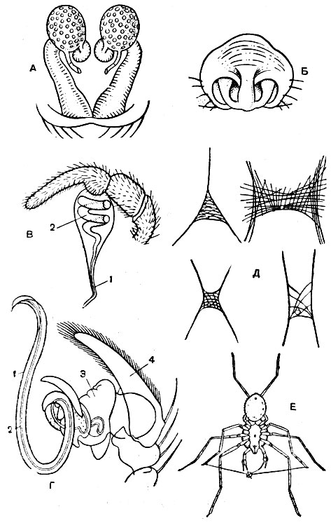 Рис. 35. Совокупительные приспособления пауков: А - семеприемники самки Theridium; Б - эпигина самки Argiope; В - копулятивный придаток щупальца педипальп самца Segestria; Г - копулятивный аппарат педипальп самца Agelena; Д - сперматические сеточки пауков; Е - самец Scytodes, заряжающий педипальпы спермой; 1 - эмболюс; 2 - сперматический канал; 3 - кровеприемник; 4 - добавочный придаток