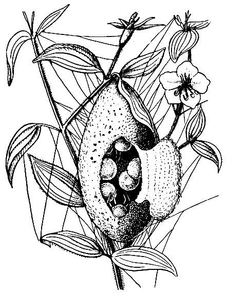Рис. 38. Коллективное гнездо тропического паука Araneus bandelieri