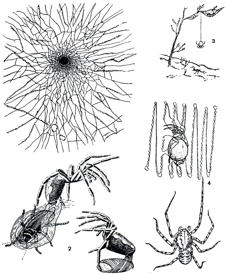 Рис. 42. Ловчие приспособления пауков: 1 - паутинная сеть Filistata у входа в норку; 2 - Uroctea durandi, оплетающая добычу; 3 - Dipoena tristis, охотящаяся на муравья; 4 - Scytodes thoracica, набрасывающий на добычу клейкую нить, выделяемую головогрудными железами
