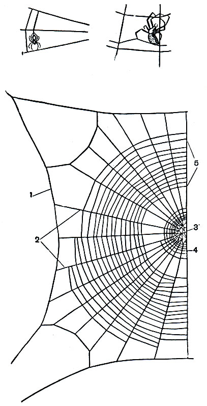 Рис. 44. Колесовидная сеть паука-крестовика (показана половина): 1 - рама; 2 - радиусы; 3 - центральное сплетение; 4 - остатки вспомогательной спиральной нити; 5 - липкая спиральная нить; вверху - позы паука при прокладке спиральной нити по горизонтальным и вертикальным радиусам