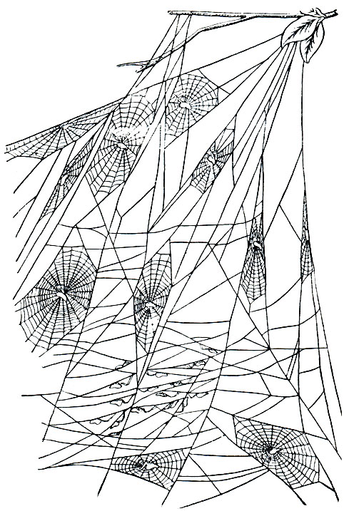 Рис. 46. Сети Uloborus republicanus