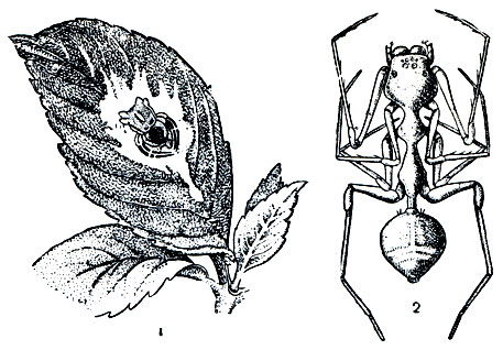 Рис. 47. Криптическая внешность и мимикрия у пауков: 1 - Phrynarachne dicipiens на листе; 2 - мирмеко-фильный паук Myrmecium gounelli