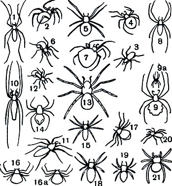 Таблица 6. Пауки фауны СССР: 1 - Pholcus falangioides (сем. Pholcidae); 2, 3 - пауки семейства Theridiidae: 2 - каракурт (Latrodectus tredecimguttatus), 3 - Theridium formosum; 4-9 - пауки семейства Araneidae: 4 - Araneus marmoreus, 5 - A. scalaris, 6 - A. cucurbitinus, 7 - A. cornutus, 8 - Argiope bruennichi, 9 - A. lobata, самка, 9a - то же, самец; 10 - Tetragnatha extensa (сем. Tetragnathidae); 11 - Dolomedes fimbriatus (сем. Pisauridae); 12, 13 - пауки семейства Lycosidae: 12 - Pardosa palustris, самка с коконом, 13 - южнорусский тарантул (Lycosa singoriensis); 14 - Oxyopes heterophthalmus (сем. Oxyopidae); 15 - Microcommata roseum (ceM.Sparassidae); 16, 17 - пауки-бокоходы (сем. Thomisidae): 16 - Misumena vatia, желтая особь, 16а - то же, белая особь, 17 - Xysticus lanio; 18-20 - пауки-скакуны (сем. Salticidae): 18 - Heliophanus aeneus, 19 - H. cupreus, 20 - Evarcha flammata; 21 - Eresus niger (сем. Eresidae)