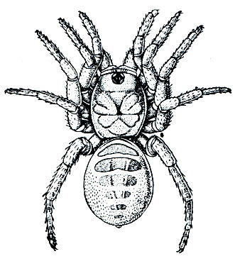 Рис. 49. Членистобрюхий паук Liphistius malajanus
