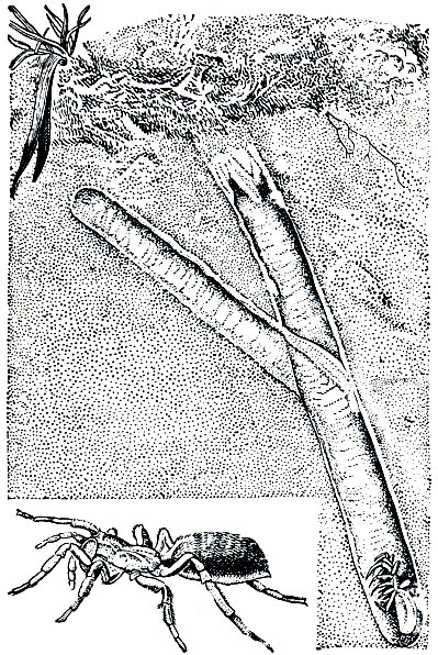 Рис. 50. Nemesia meridionalis в норке, внизу слева - увеличенный паук