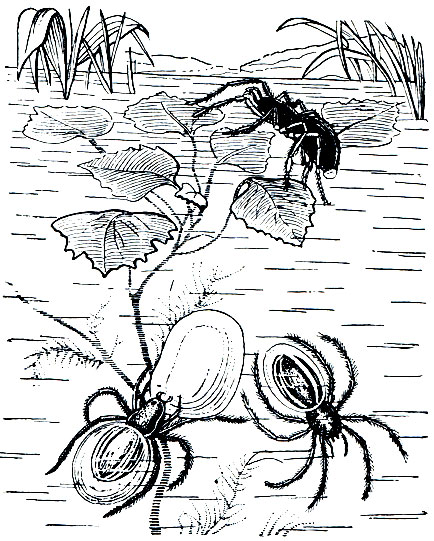 Рис. 52. Водяной паук (Argyroneta aquatica)