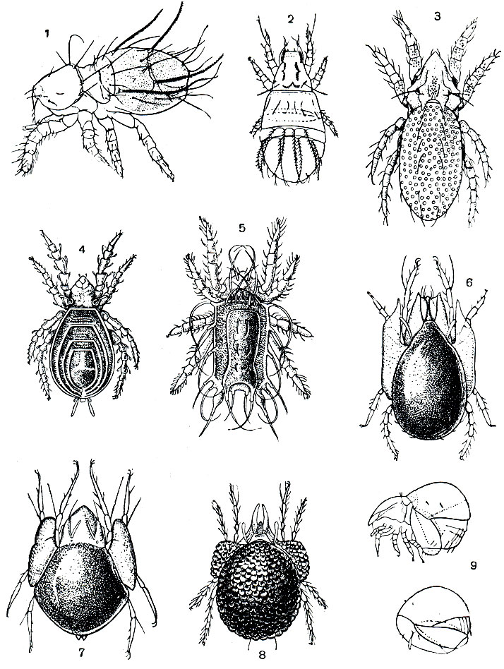 Рис. 57. Панцирные клещи: 1 - Beklemishevia galeodula - представитель примитивного надсемейства палеакарид; 2 - Cosniochthonius plumatus; 3 - Eulohmannia ribagai; 4 - Camisia spinifer; 5 - Platyliodes daderleinii; 6 - Notaspis nicoletii; 7 - Galumna mucronata; 8 - Phaenopelops variotosus; 9 - Aedoplophora glomerata; внизу - клещ с поджатой протеросомой