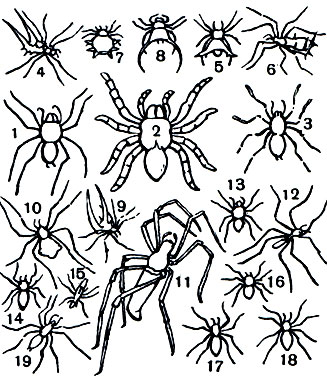 Таблица 7. Тропические пауки: 1-3 - мигаломорфные пауки: 1 - Phrixotrichus scropha (сем. Dipluridae, Чили), 2 - Eurypelma bistriatum (сем. Aviculariidae, Бразилия), 3 - Avicularia caesia (сем. Aviculariidae, Вест-Индия); 4-11 - пауки семейства Araneidae: 4 - Micrathena schreibersi (Бразилия), 5 - M. sexspinosa (Мексика, Бразилия), 6 - M. vigorsi (Перу), 7 - Gasteracantha hasselti (Ява), 8 - G. arquata (Ява), 9 - G. formicata (Бразилия), 10 - Argiope argentata (Ю. Америка), 11 - Nephila maculata (Ява); 12 - Myrmecium vertebratum (сем. Clubionidae, Бразилия); 13-18 - пауки-скакуны семейства Salticidae: 13 - Phidippus nitens (Мексика), 14 - Psecus sumptuosus (Бразилия), 15 - Myrmarachne formicaria (Африка), 16 - Phidippus cardinalis (Пенсильвания), 17 - Eris tricolor (Мексика), 18 - Phiale flavoguttatus (Бразилия); 19 - Dysdera crocata (сем. Dysderidae, Марокко)