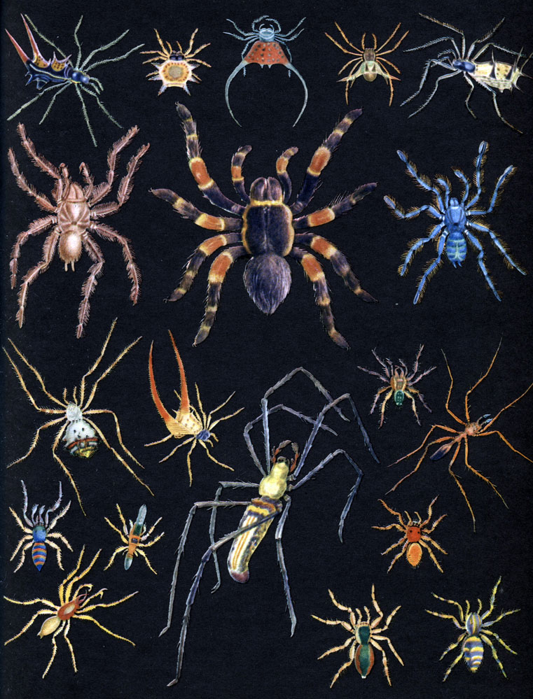Таблица 7. Тропические пауки: 1-3 - мигаломорфные пауки: 1 - Phrixotrichus scropha (сем. Dipluridae, Чили), 2 - Eurypelma bistriatum (сем. Aviculariidae, Бразилия), 3 - Avicularia caesia (сем. Aviculariidae, Вест-Индия); 4-11 - пауки семейства Araneidae: 4 - Micrathena schreibersi (Бразилия), 5 - M. sexspinosa (Мексика, Бразилия), 6 - M. vigorsi (Перу), 7 - Gasteracantha hasselti (Ява), 8 - G. arquata (Ява), 9 - G. formicata (Бразилия), 10 - Argiope argentata (Ю. Америка), 11 - Nephila maculata (Ява); 12 - Myrmecium vertebratum (сем. Clubionidae, Бразилия); 13-18 - пауки-скакуны семейства Salticidae: 13 - Phidippus nitens (Мексика), 14 - Psecus sumptuosus (Бразилия), 15 - Myrmarachne formicaria (Африка), 16 - Phidippus cardinalis (Пенсильвания), 17 - Eris tricolor (Мексика), 18 - Phiale flavoguttatus (Бразилия); 19 - Dysdera crocata (сем. Dysderidae, Марокко)