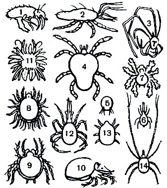 Таблица 8. Почвенные клещи: 1-11 - клещи отряда Acariformes: 1 - сегментированный прыгающий клещ Speleorchestes poduroides (вид сбоку, виден выдвинутый генитальный конус), 2 - Bdella longicornis, 3 - клещ рода Linopodes, 4 - краснотелка Allotrombium argenteocinctum, 5 - Scutacarus longitarsus, 6 - Cryptognathus lagena, 7 - панцирный клещ Metabelba pulverulenta, обросший грибным мицелием, 8 - панцирный клещ Cepheus latus, тритонимфа с линечными шкурками на спине, 9 - то же, взрослый клещ, 10 - панцирный клещ рода Phthiracarus, 11 - тироглифоидный клещ Ctenoglyphus palmifer; 12-14 - клещи отряда Parasitiformes: 12 - гамазоидный клещ рода Veigaia, 13 - гамазоидный клещ Podocinum pacificum, 14 - уропода Urojanetia lamellosa