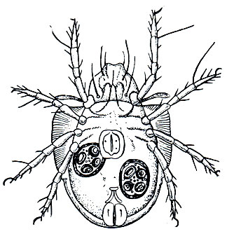 Рис. 59. Панцирный клещ Scheloribates laevigatas с цистицеркоидами мониезии в полости тела