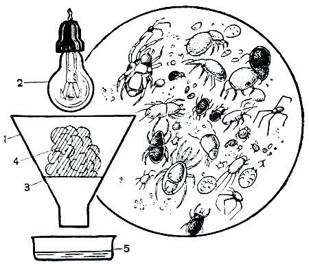 Рис. 63. Схема устройства термоэклектора: 1 - воронка; 2 - электрическая лампа; 3 - сито; 4 - почва; 5 - чашечка с водой; справа - клещи, извлеченные с помощью термоэклектора из почвенной пробы