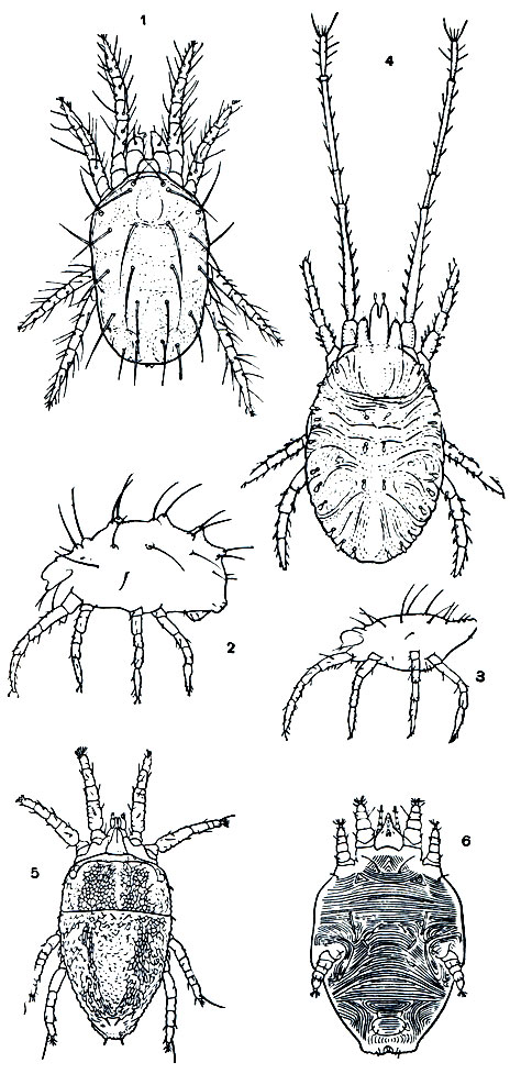 Рис. 67. Паутинные и плоские клещи: 1 - обыкновенный паутинный клещ, самка; 2, 3 - красный плодовый клещ (Panonychus ulmi), самка и самец, вид сбоку; 4 - Bryonia redikorzevi; 5 - плоский клещ Brevipalpus obovatus; 6 - шестиногий клещ Phytoptipalpus paradoxus