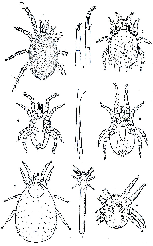 Рис. 76. Гамазоидные клещи: 1 - паразит грызунов Haemogamasus nidi; 2 - паразит обыкновенной полевки Laelaps arvalis, самка с зародышем; 3 - то же, хелицера самки и хелицера самца со сперматодактилем; 4 - куриный клещ (Dermanyssus gallinae), самец с брюшной стороны; 5 - то же, самка; 6 - то же, хелицеры самки; 7 - змеиный клещ (Gphionyssus natricis); 8 - клещ Halarachne rosmari, паразитирующий в дыхательных путях ластоногих; 9 - клещ Larinyssus orbicularis, паразитирующий в носовой полости чаек