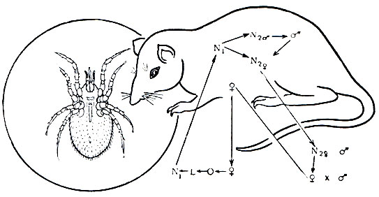 Рис. 77. Крысиный клещ (Ornithonyssus bacoti) и его жизненный цикл: О - яйцо; L - личинка; N1 - протонимфа; N2 со значком 'самка' - женская дейтонимфа, со значком 'самец' - мужская дейтонимфа