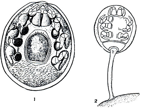 Рис. 78. Уроподы: 1 - Urodiscella ricasoliana, самка с брюшной стороны (правые ноги не показаны, видны углубления для вкладывания ног); 2 - расселительная дейтонимфа Uropoda