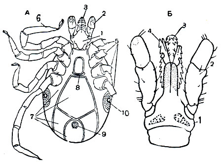 Рис. 80. Строение иксодовых клещей: А - самец с брюшной стороны; Б - ротовые органы со спинной стороны; 1 - основание 'головки'; 2 - пальпы; 3 - гипостом; 4 - хелицеры; 5 - ноги; 6 - орган Галлера; 7 - щитки брюшной стороны; 8 - половое отверстие; 9 - анальное отверстие; 10 - перитремы со стигмами