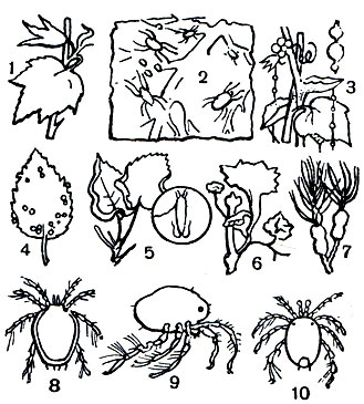 Таблица 9. Растительноядные и водяные клещи: 1-7 - клещи и вызываемые ими повреждения: 1 - лист хлопчатника, поврежденный обыкновенным паутинным клещом, 2 - колония обыкновенного паутинного клеща на листе огурца, самки (красная - зимовочная), самец, яйца, личинки, нимфы, 3 - скопления зимовочных самок обыкновенного паутинного клеща, спускающиеся на паутине с листьев огурца, справа - скопления самок при большем увеличении, 4 - сосочковидные галлы ольхового клеща (Eriophyes laevis) на листе ольхи, 5 - бляшковидные и краевые галлы грушевого клеща (E. piri) на листьях груши, в кругу сильно увеличенный грушевый клещ, 6 - разрастание побегов ясеня, вызванное ясеневым галловым клещом (E. fraxinivorus), 7 - осмоленные галлы соснового клеща (E. pini) на побегах сосны; 8-10 - водяные клещи: 8 - Axonopsis complanata, 9 - Piona coccinea, 10 - Brachypoda versicolor
