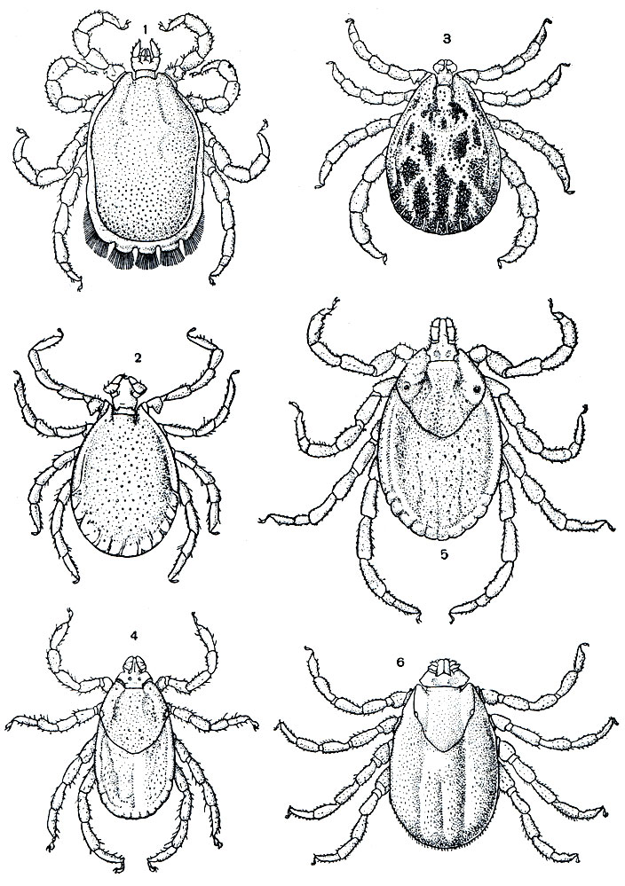 Рис. 83. Иксодовые клещи: 1 - Ixodes (Ceratixodes) putus, самец; 2 - Haemaphysalis concinna, самец; 3 - Dermacentor pictus, самец; 4 - Rhipicephalus sanguineus, самка; 5 - Hyalomma plumbeum, самка; 6 - Boophilus calcaratus, самка