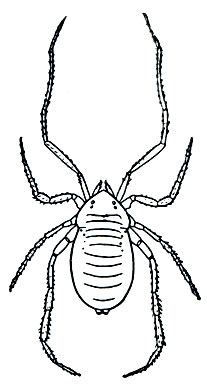 Рис. 84. Opilioacarus segmentatus